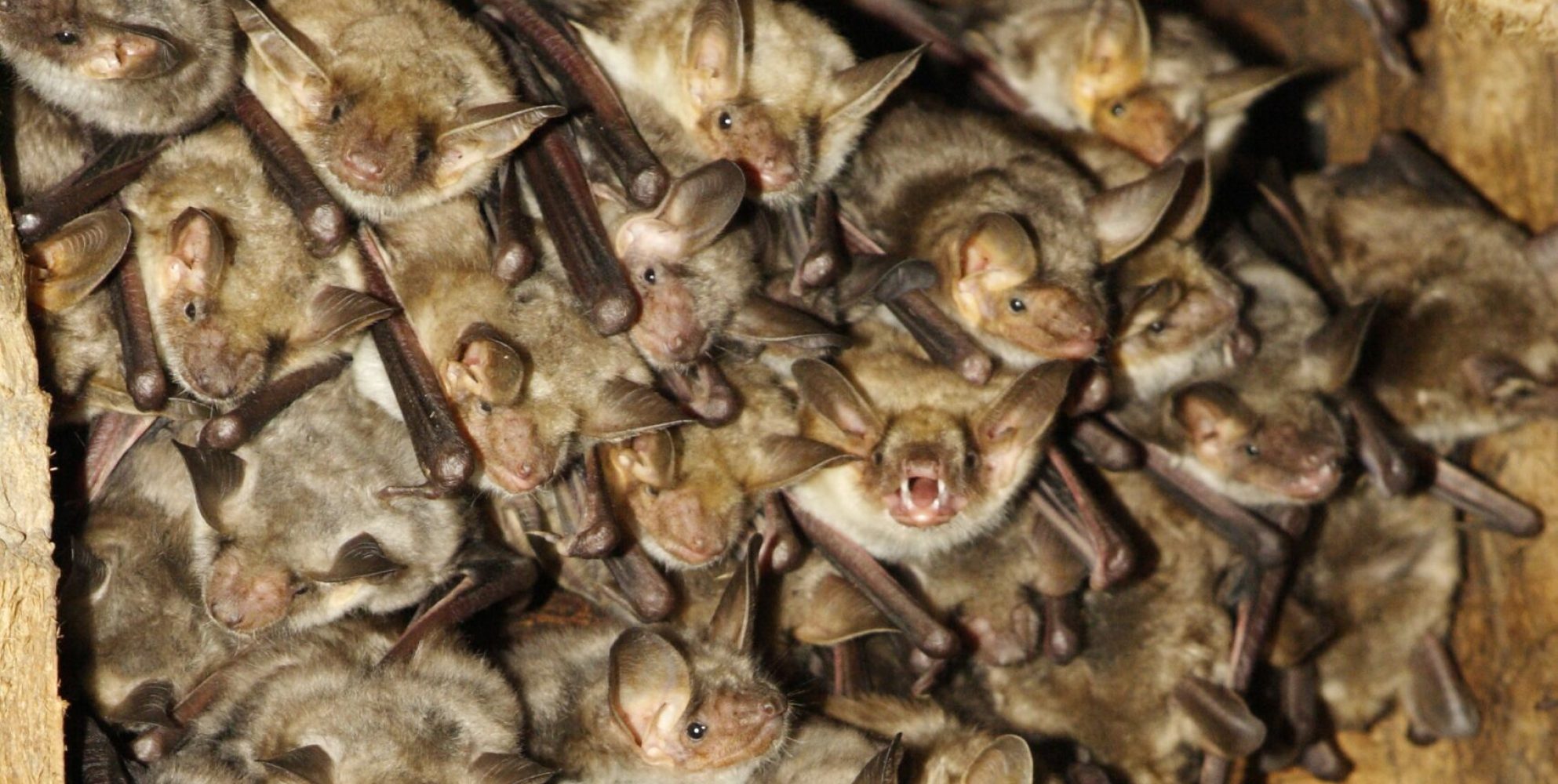 Colonie de reproduction de Grands Murins (Myotis myotis) @ Christophe PERELLE