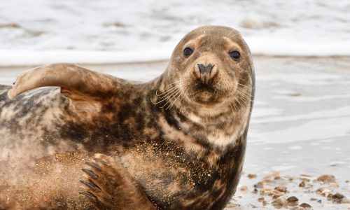 GMN_Stratégie-Mammiferes-marins_2022-2026_vFinale-0