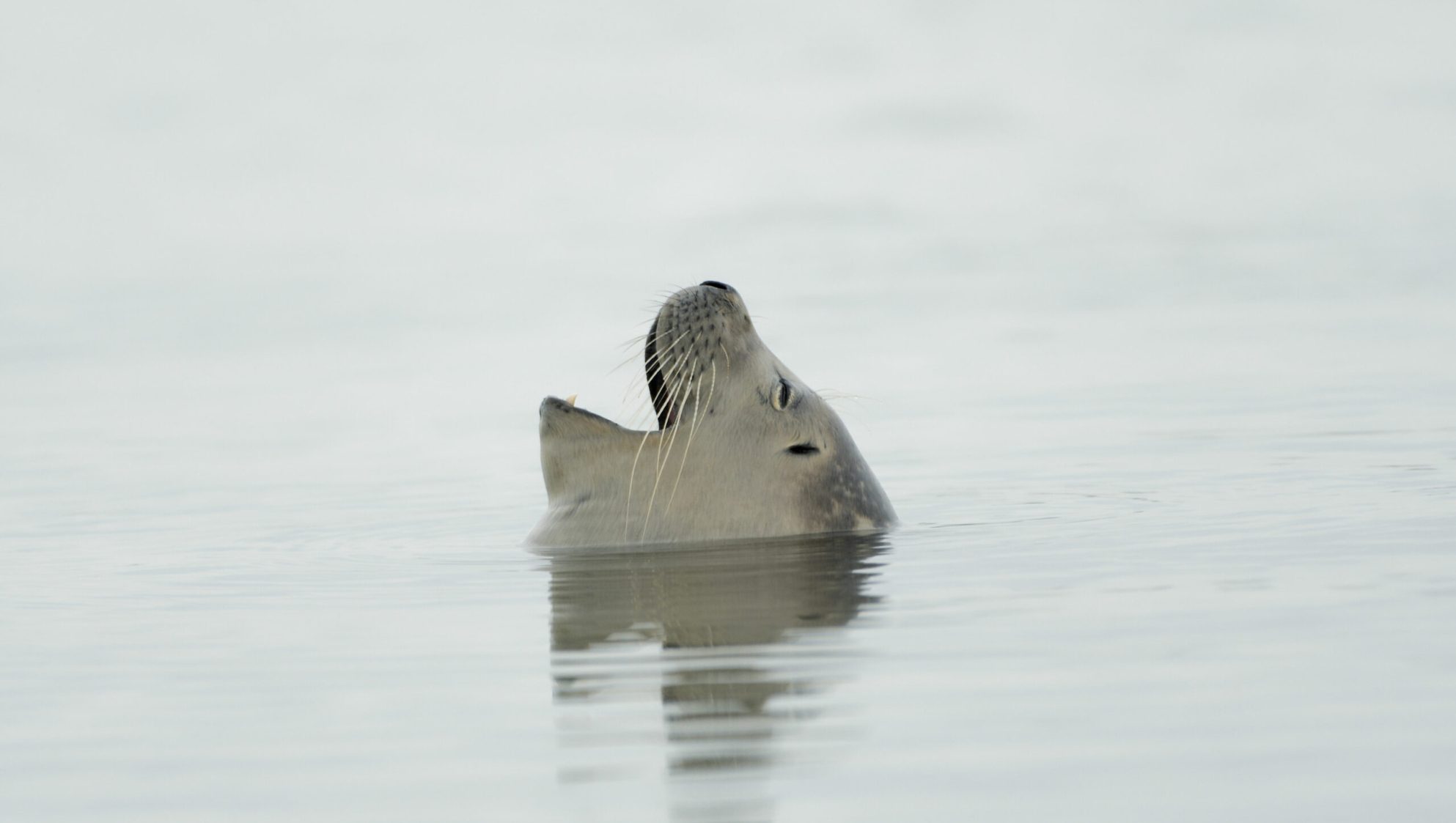 Phoque veau-marin (Phoca vitulina) @ Bruno MORCEL (01)