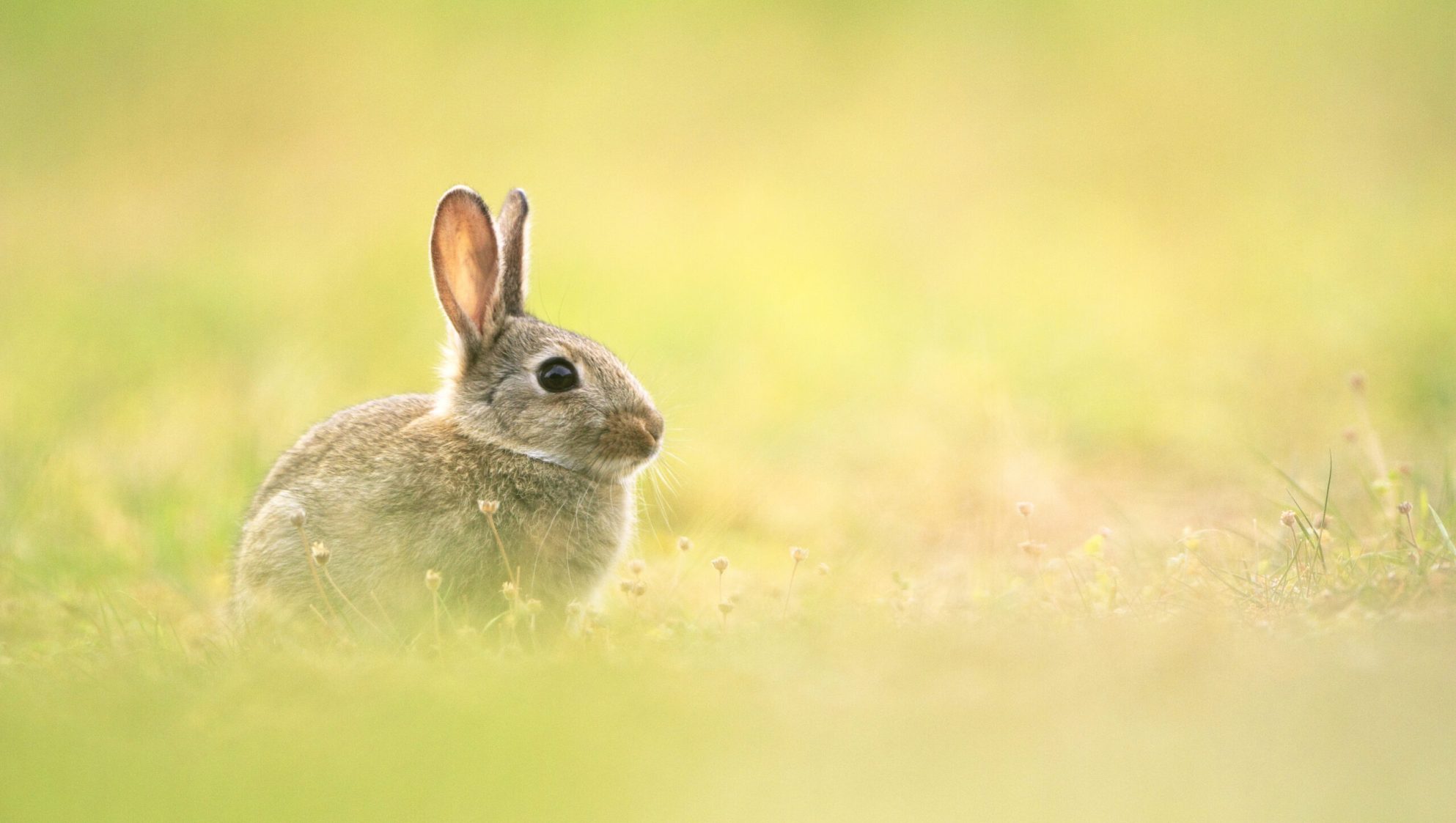 lapin de garenne dans une prairie fleurieau printemps