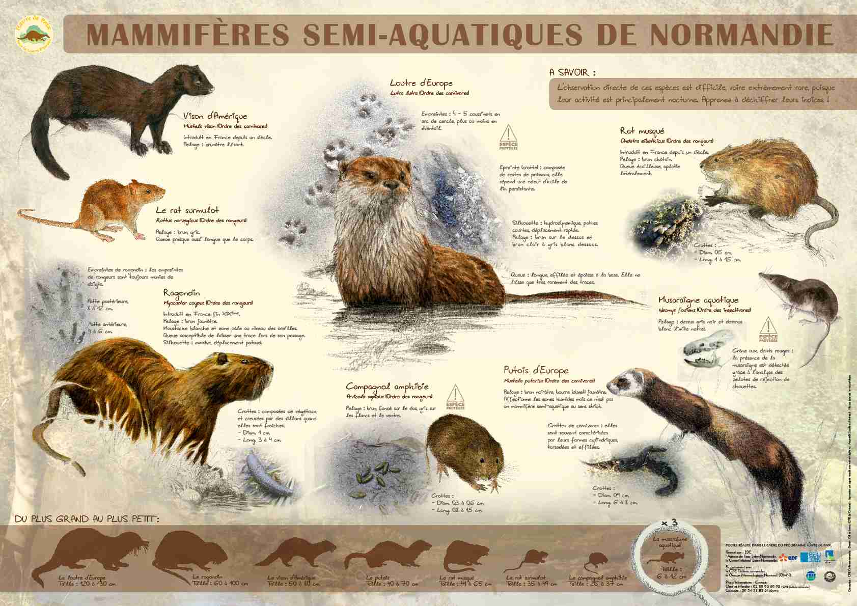 Poster_Semi.aqua