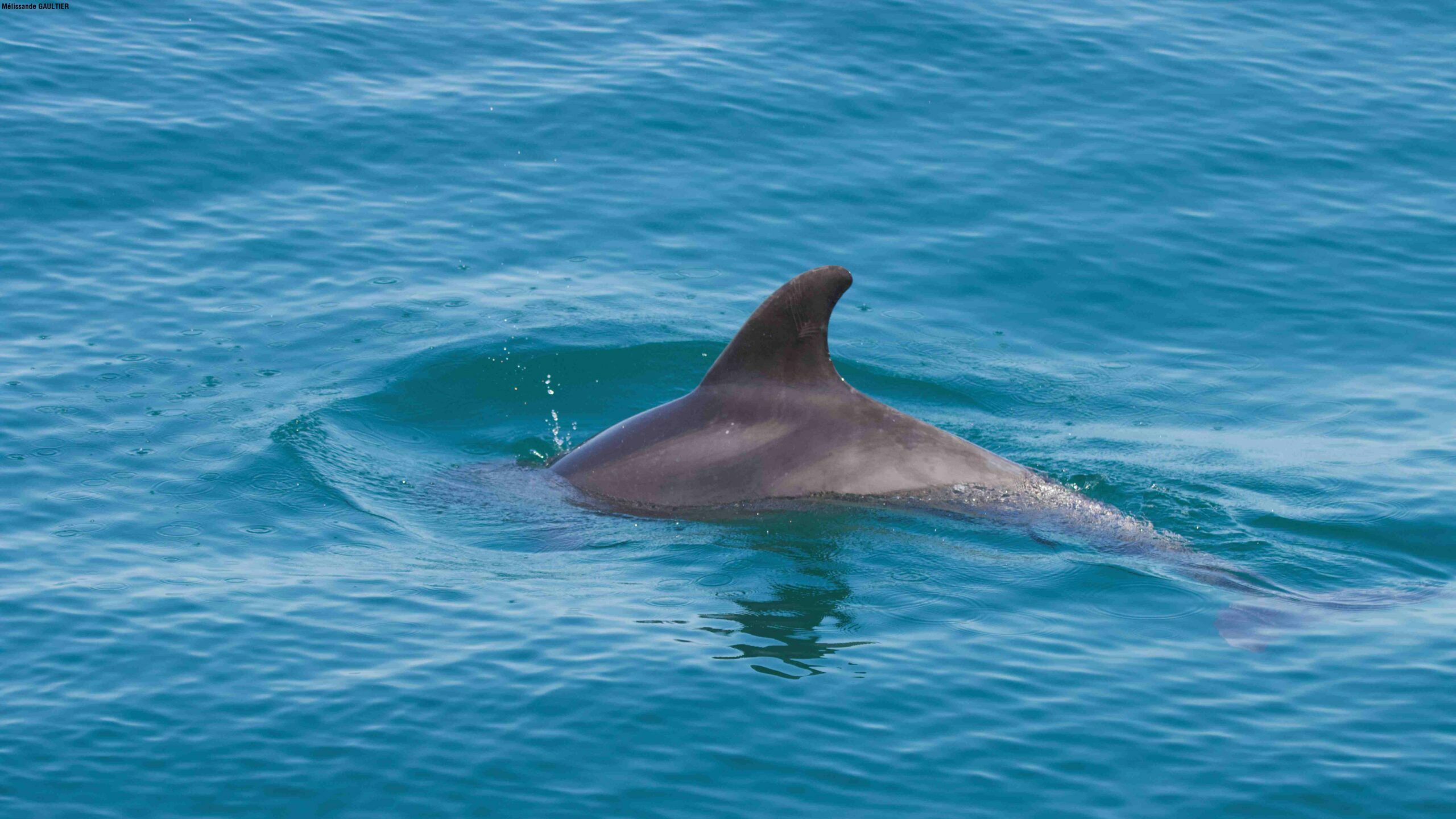 Aileron de Grand Dauphin (Tursiops truncatus) @ Mélissande GAULTIER – Copie Aileron de Grand Dauphin (Tursiops truncatus) @ Mélissande GAULTIER - Copie
