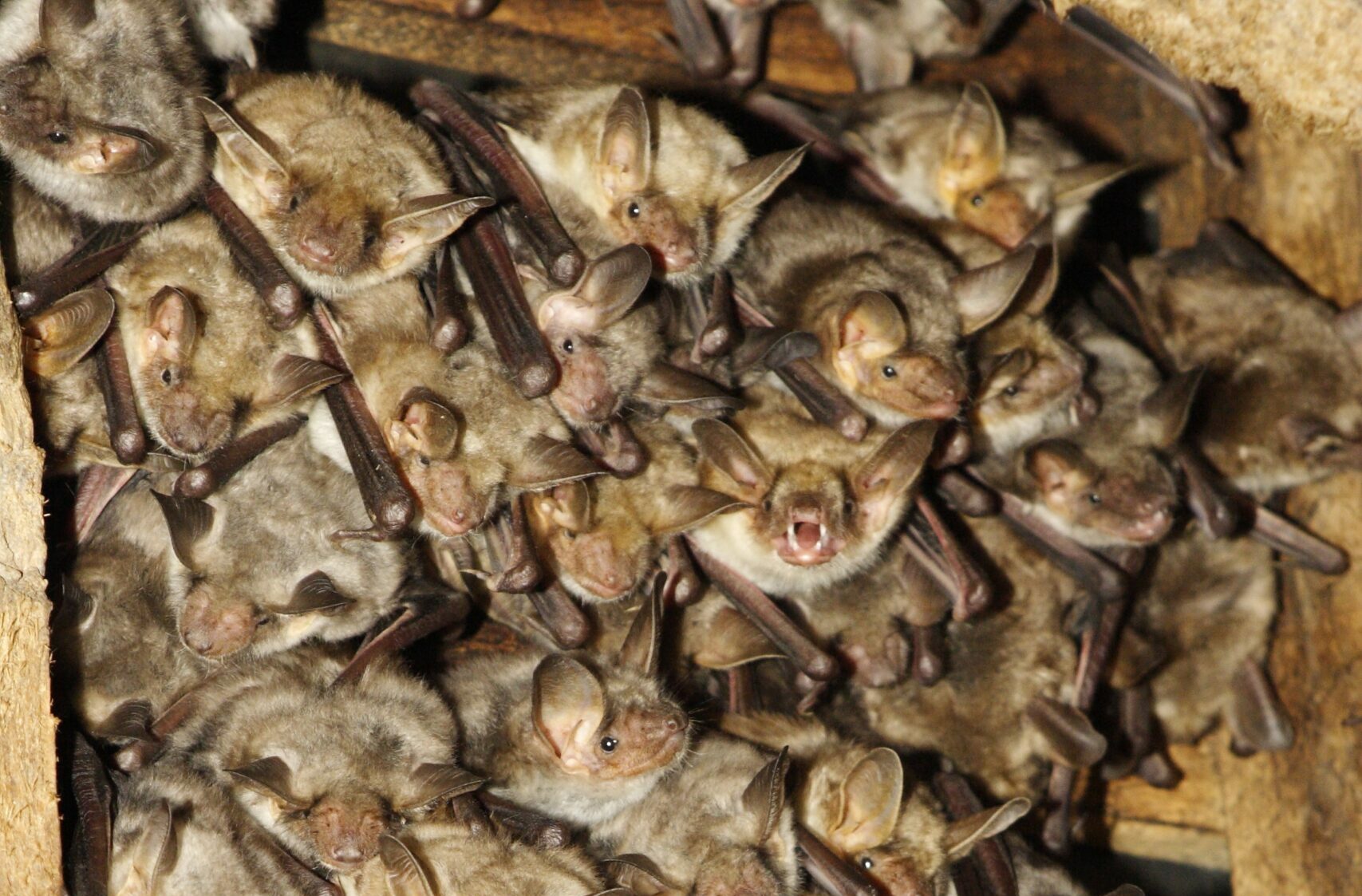 Colonie de reproduction de Grands Murins (Myotis myotis) @ Christophe PERELLE