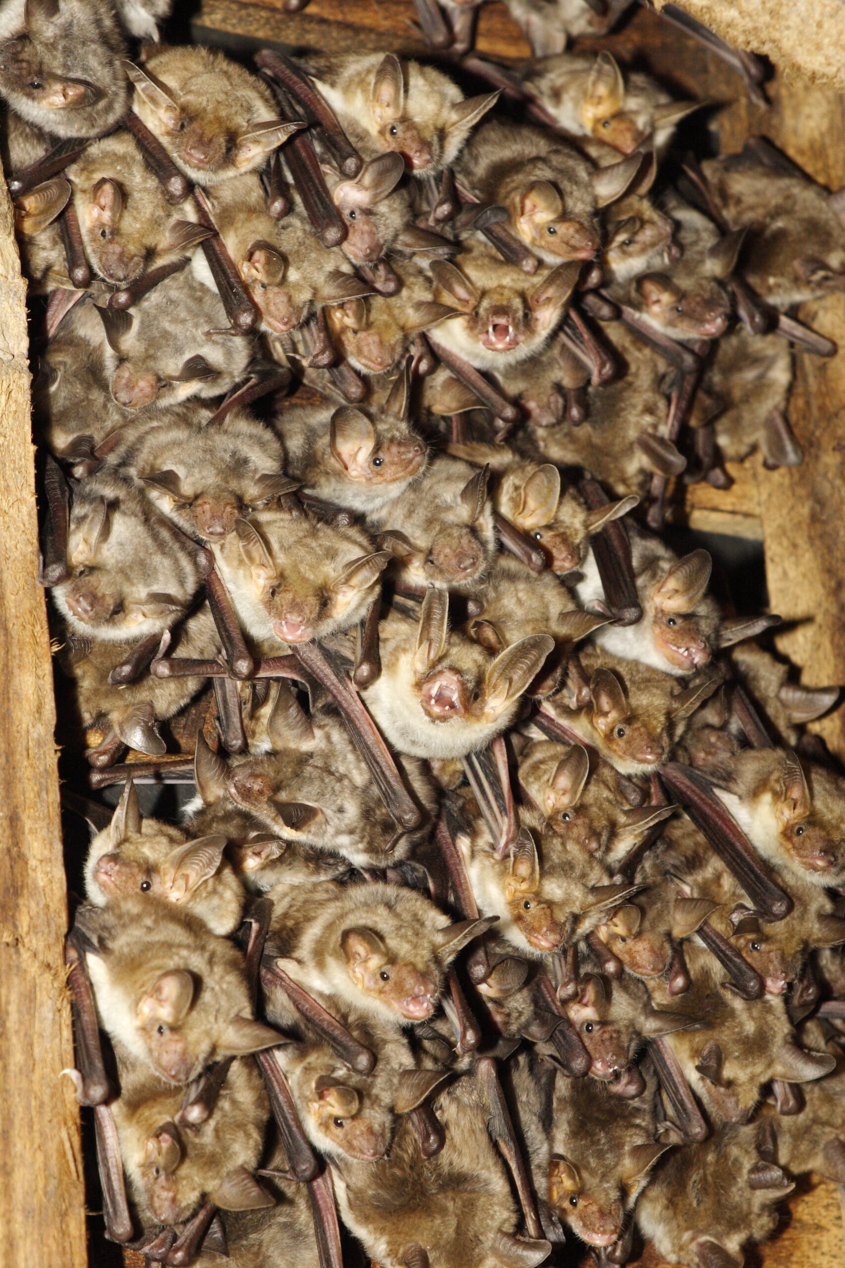 Colonie de reproduction de Grands Murins (Myotis myotis) @ Christophe PERELLE