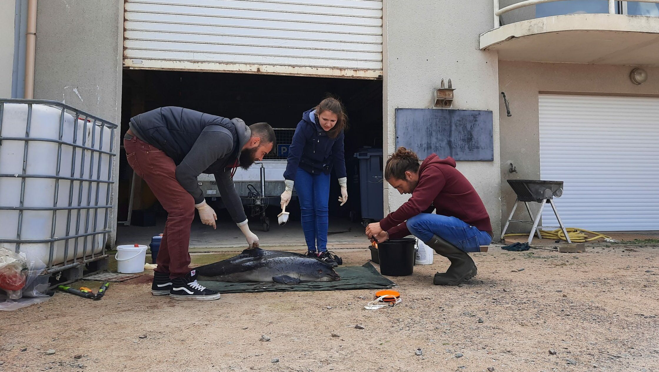 Formation de nouveaux observateurs à la réalisation d'autopsie de mammifères marins @ Melissande GAULTIER