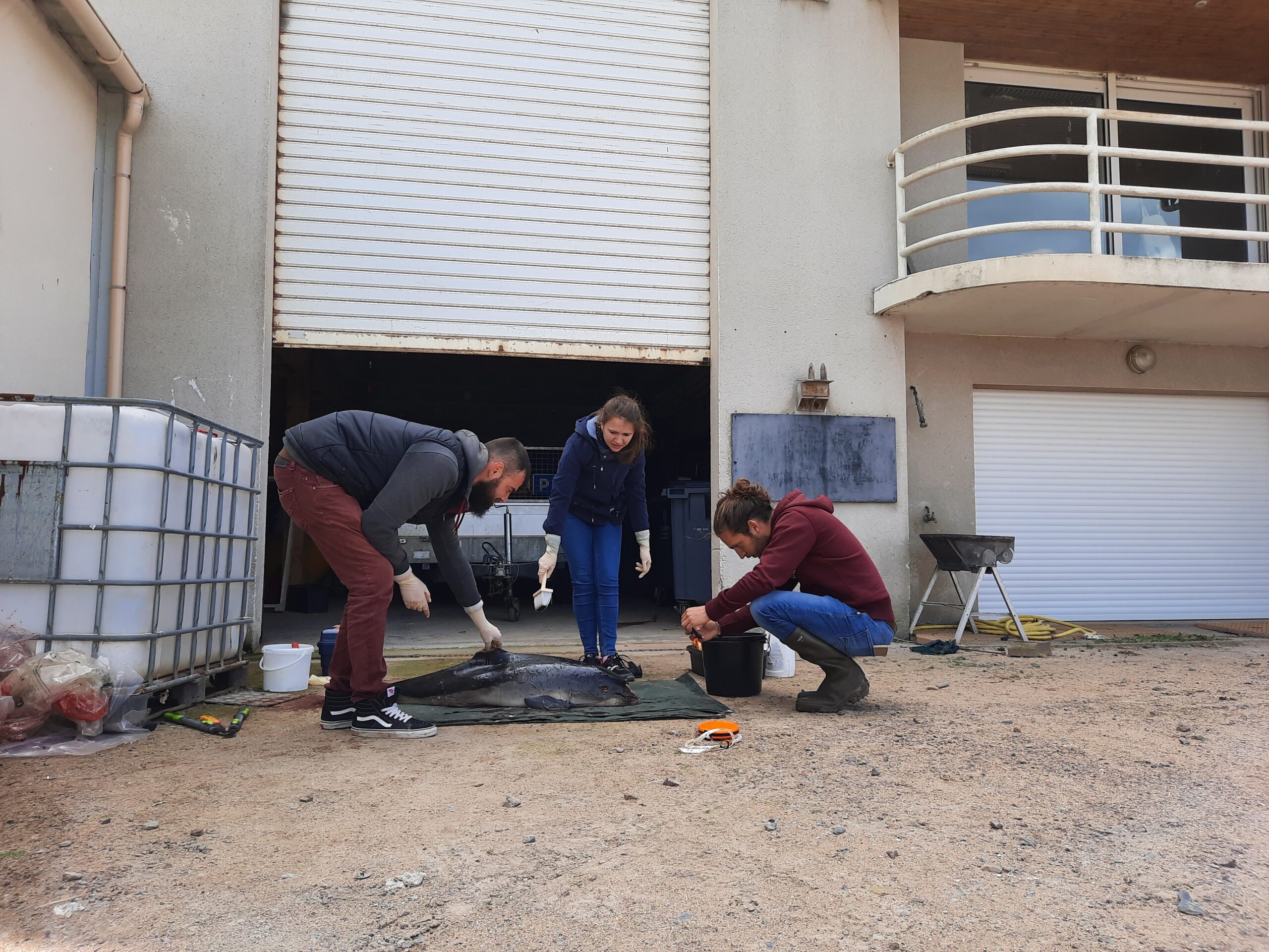 Formation de nouveaux observateurs à la réalisation d’autopsie de mammifères marins @ Melissande GAULTIER Formation de nouveaux observateurs à la réalisation d'autopsie de mammifères marins @ Melissande GAULTIER