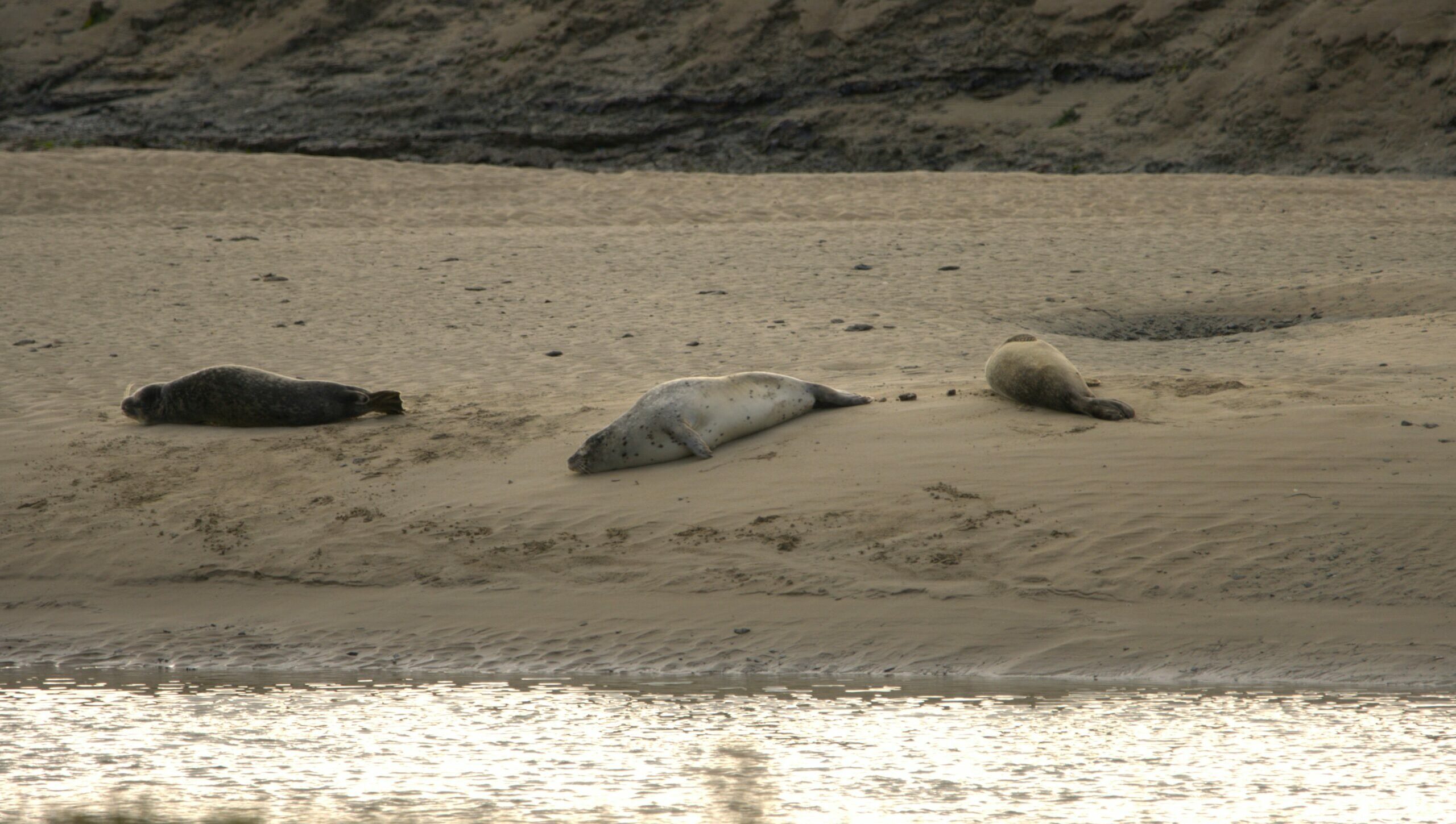 Phoque veau marin @MGa