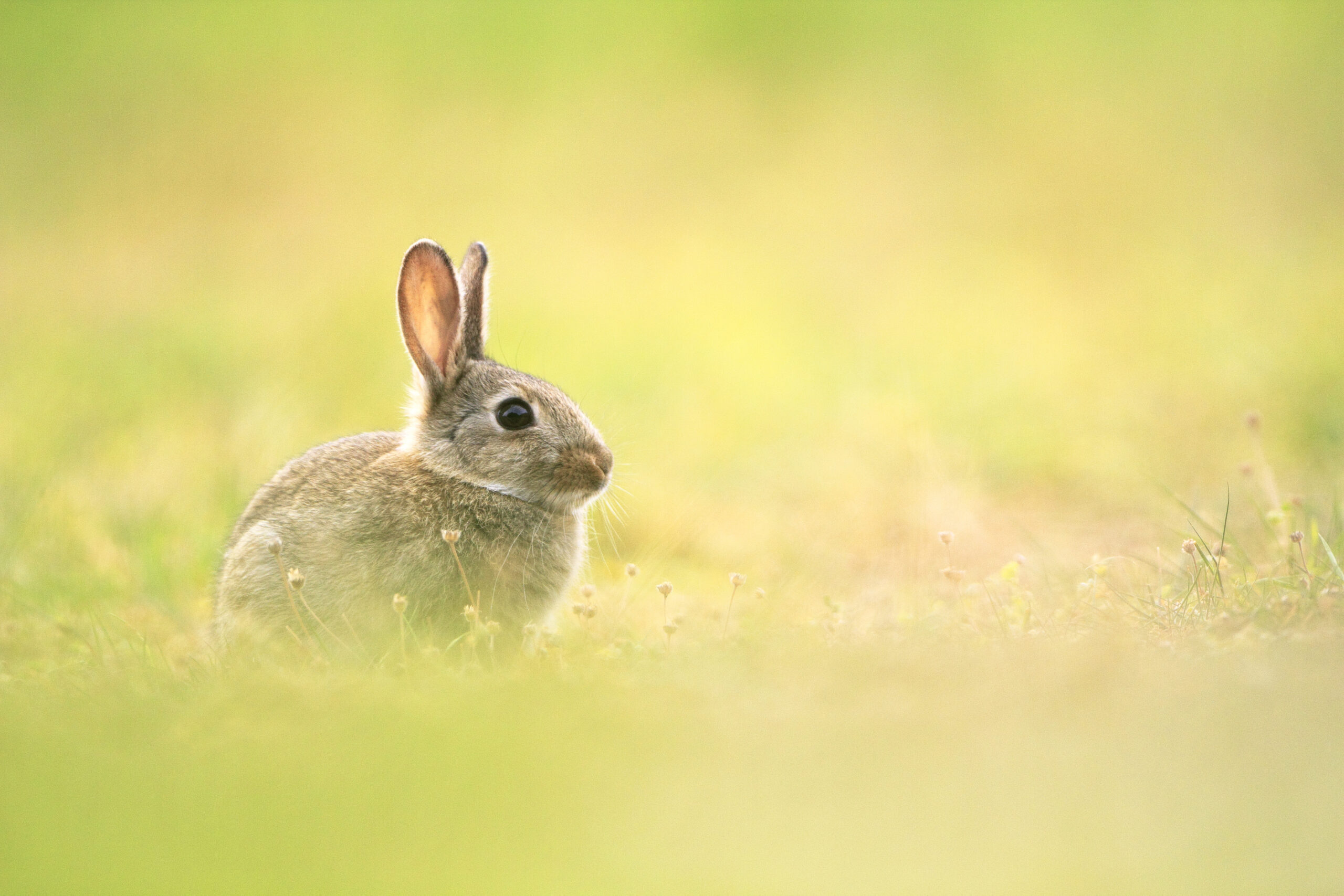 lapin de garenne dans une prairie fleurieau printemps