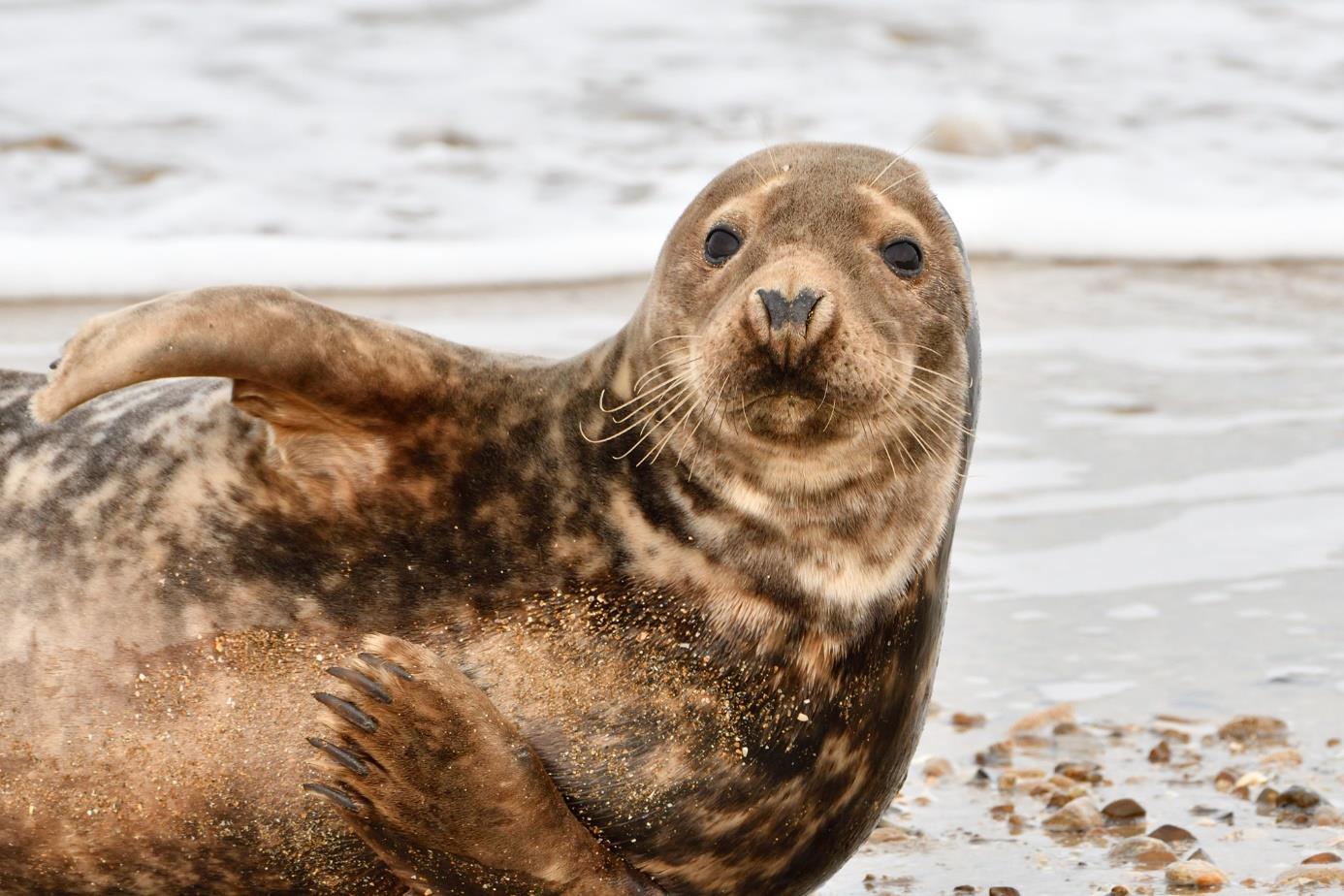 GMN_Stratégie-Mammiferes-marins_2022-2026_vFinale-0