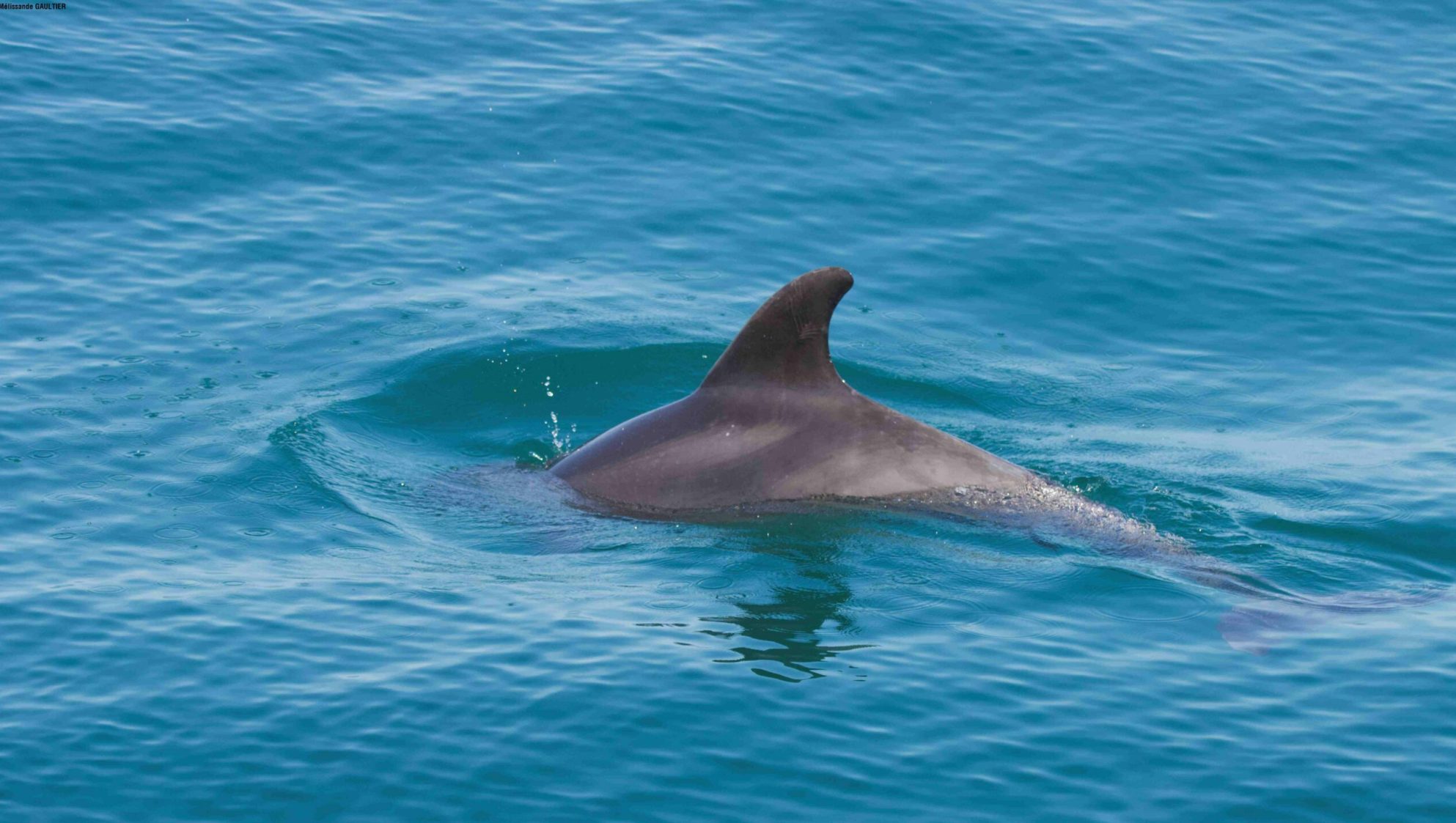 Aileron de Grand Dauphin (Tursiops truncatus) @ Mélissande GAULTIER – Copie Aileron de Grand Dauphin (Tursiops truncatus) @ Mélissande GAULTIER - Copie