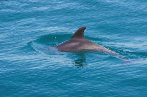 Aileron de Grand Dauphin (Tursiops truncatus) @ Mélissande GAULTIER - Copie