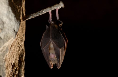 Grand Rhinolophe (Rhinolophus ferrumequinum) @ Christophe PERELLE