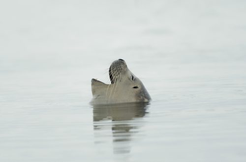 Phoque veau-marin (Phoca vitulina) @ Bruno MORCEL (01)