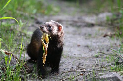 Putois d'Europe (Mustela putorius) @ Pierrick POUILLER