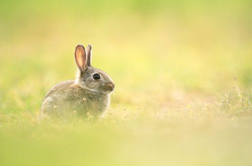 lapin de garenne dans une prairie fleurieau printemps