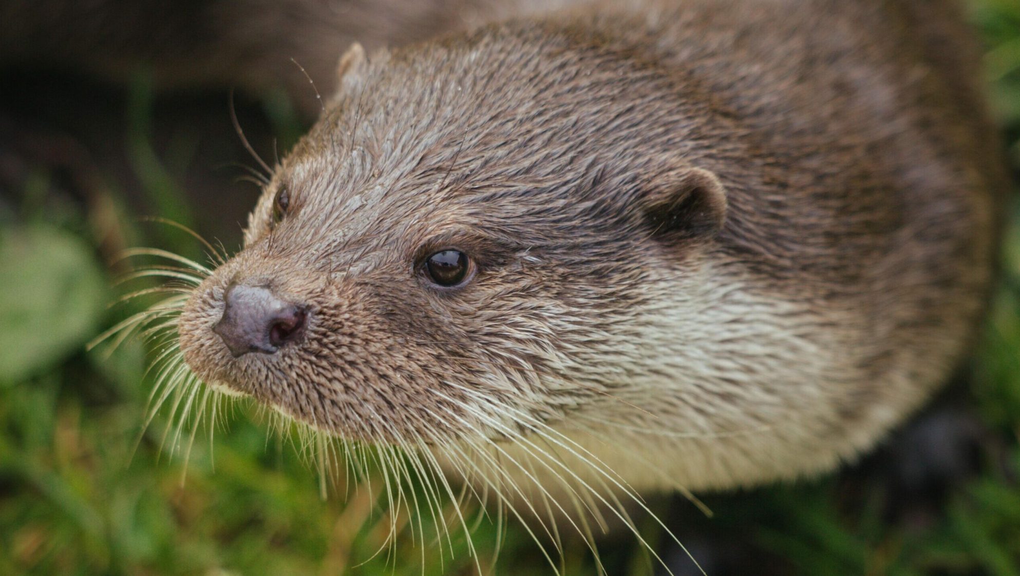 pexels-ellie-burgin-11870772